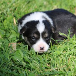 Pembroke Welsh Corgi Puppies from Dragonfly Corgis