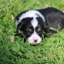 Pembroke Welsh Corgi Puppies from Dragonfly Corgis