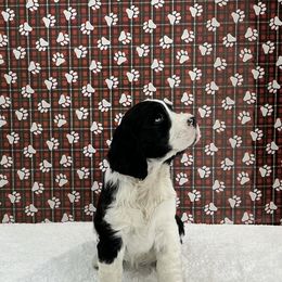 Maize - Black and white female English Springer Spaniel puppy in Casnovia, Michigan from DESK Springer Spaniels