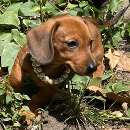 Dachshund Puppies from Cromwell Cogsworth Dachshunds of South West Michigan