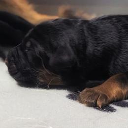 Red Collar - Male - Black and red male German Shepherd puppy in Charlotte, North Carolina from Zuflucht K9s