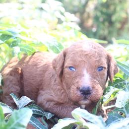 Blaze - Red  male Goldendoodle puppy in Apache Junction, Arizona from Loving Doodle