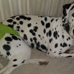 Dalmatians from Laura Pendergrass' Dalmatians