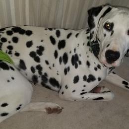 Dalmatians from Laura Pendergrass' Dalmatians