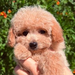 Snowflake - Red  female Poodle puppy in Tucson, Arizona from Adored Poodle & Doodles