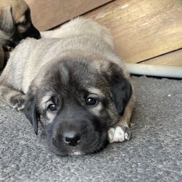 Anatolian Shepherd Dog Puppies from Wild Rooster Family Farm (AKC Anatolians OFA Hips Tested)