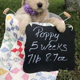 Goldendoodle, Schnoodle, and Sheepadoodle Puppies from Dood Ranch