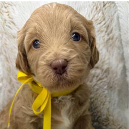 Bliss - Caramel red female Australian Labradoodle puppy in Upland, California from Kings Labradoodles