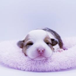 American Corgi and Pembroke Welsh Corgi Puppies from Whimsical Treasure Corgis