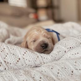 Cash - Apricot male Goldendoodle puppy in Maricopa, Arizona from Desert Ridge Doodles