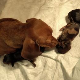 Cobi - Dachshund