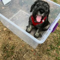Standard Schnauzer Puppies from Songbird Standard Schnauzers