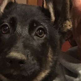 German Shepherds from Witmer Shepherds