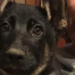 German Shepherds from Witmer Shepherds