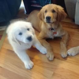 Golden Retriever Puppies from Crowders Creek Goldens