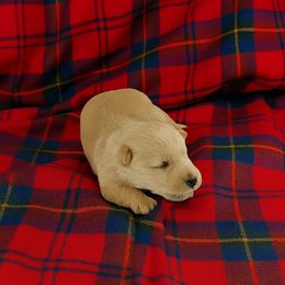 Boy 4 - male Scottish Terrier puppy in San Antonio, Texas from Christie Gregory's Scotties
