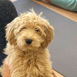 16 WEEKS OLD WINTER White Collar Female - Cream Goldendoodle puppy in Brooklyn, New York from Lyon and Luna Goldendoodles Bernedoodles