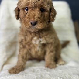 Orange - Red  male Goldendoodle puppy in Cleveland, Georgia from The O.G. Doodles