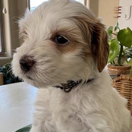 Domino - Cream female Goldendoodle puppy in Gilbert, Arizona from DogHouse Doodles