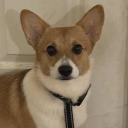 Pembroke Welsh Corgis from Red Dirt Corgis