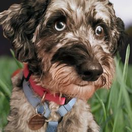 Cricket - Bernedoodle