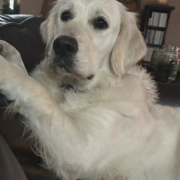 Harper - Golden Retriever
