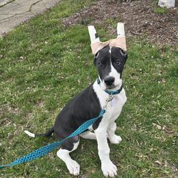 Mantle Female-war cropped - Mantle Great Dane puppy in Golconda, Illinois from Breken Great Danes