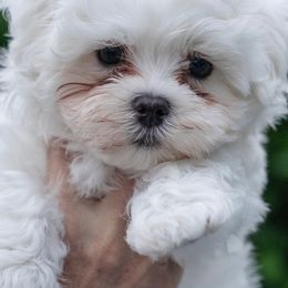 Maltese from Maltese Nursery