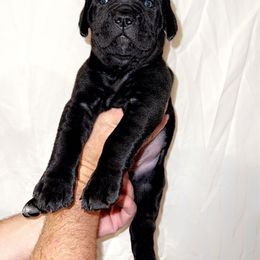 Cane Corso Puppies from Rock Creek Cane Corso