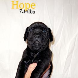 Cane Corso Puppies from Rock Creek Cane Corso