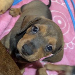 Dachshund Puppies from Harper’s Waggin Winnie’s