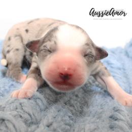 Bi Blue Merle 2 AKC - Blue merle male Miniature Australian Shepherd puppy in Pinehurst, Texas from Aussie Amor