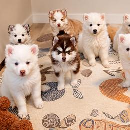 Pomsky Puppies from Blue Heaven Pomsky