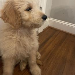 Scrappy Doo - Cream male Goldendoodle puppy in Louisburg, North Carolina from Lakes Golden Doodles