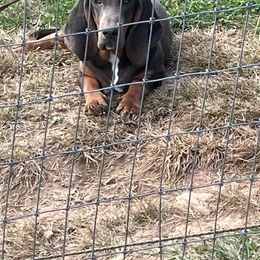 Rosco - Basset Hound