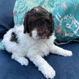 Mocha - Parti male Poodle puppy in Nixa, Missouri from Foxtrot Farm Poodles