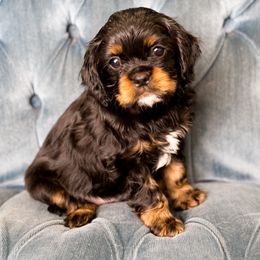 Beagle and Cavalier King Charles Spaniel Puppies from Kazuri Beagles and Cavaliers