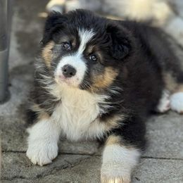 Taboo - Australian Shepherd