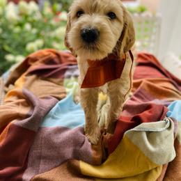 Marigold- gold - Apricot female Goldendoodle puppy in Carlton, Minnesota from Lakeside Doodles MN