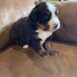 Bernese Mountain Dog Puppies from Willow Tree Berners