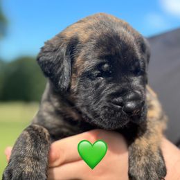 Cyrus - Brindle male Mastiff puppy in Carthage, Missouri from Mama’s Mastiffs