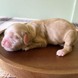 Raymond - Red male Cocker Spaniel puppy in Indiana from muddy boots cocker spaniels and cockapoos