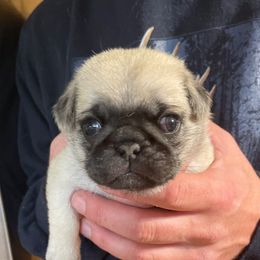 Girl 2 - Pug puppy in Rushmore, Minnesota from Love of Pugs