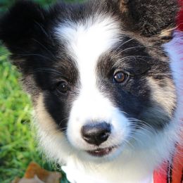 Border Collies from Element Border Collies