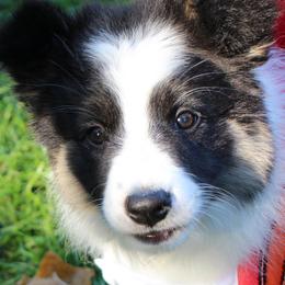 Border Collies from Element Border Collies