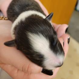 Poppy Seed - Black and white male Shetland Sheepdog puppy in Kaycee, Wyoming from Heavenly Shelties