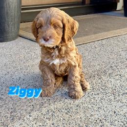 Australian Labradoodle Puppies from Sweet Home Labradoodles