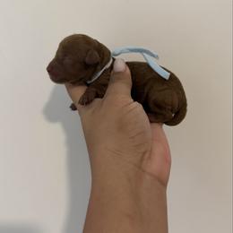 Zeus - Red  male Poodle puppy in Miami, Florida from Poodles 4 Life