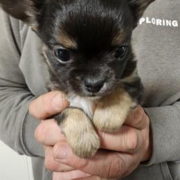 Chihuahua Puppies from Southwest Virginia Chihuahua
