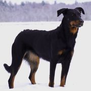 Beaucerons from Jalbert Beaucerons